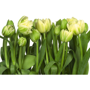 Фотошпалери паперові Komar Tulips 368х254 см 8 сегментів (8-900) рейтинг