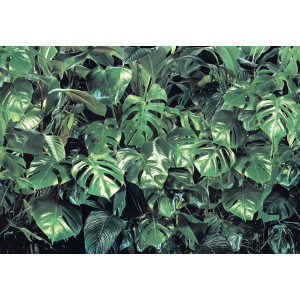 Фотошпалери паперові Komar Verdure (Зелені Джунглі) 368х254 см 8 сегментів (8-333) рейтинг