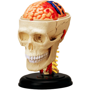 Объемная анатомическая модель 4D Master Черепно-мозговая коробка человека (FM-626005) (4894793260057) лучшая модель в Кривом Роге