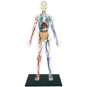Объемная анатомическая модель 4D Master Тело человека прозрачное (FM-626204) (4894793262044) в Кривом Роге