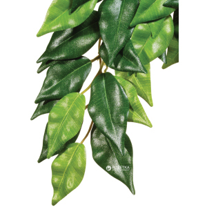 Рослина Hagen Ficus Medium (015561230407) ТОП в Кривому Розі