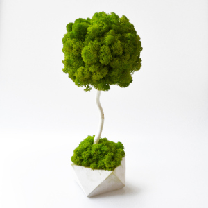 Декоративне дерево, топіарій Artis Green зі стабілізованим мохом Fresh Tree, 30 cm T11 в Кривому Розі