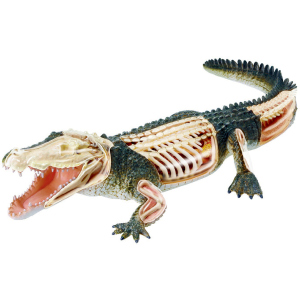 Об'ємна анатомічна модель 4D Master Крокодил (FM-622034) (4894793220341) ТОП в Кривому Розі